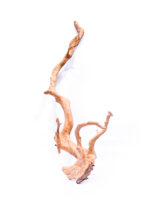 Radice per acquario / terrario - Red Moor - grande