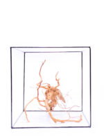 Aquarium / terrarium wood - Red moor - Medium - Image 3