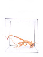 Radice per acquario / terrario - Red Moor - medio - immagine 3