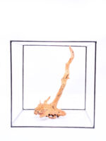 Terarijní / akvarijní kořen Red Moor - střední - Obrázek 3