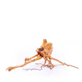 Radice per acquario / terrario - Red Moor - medio