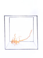 Radice per acquario / terrario - Red Moor - medio - immagine 3