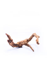 Zestaw startowy - hodowla drzewołazów - obrazek 13