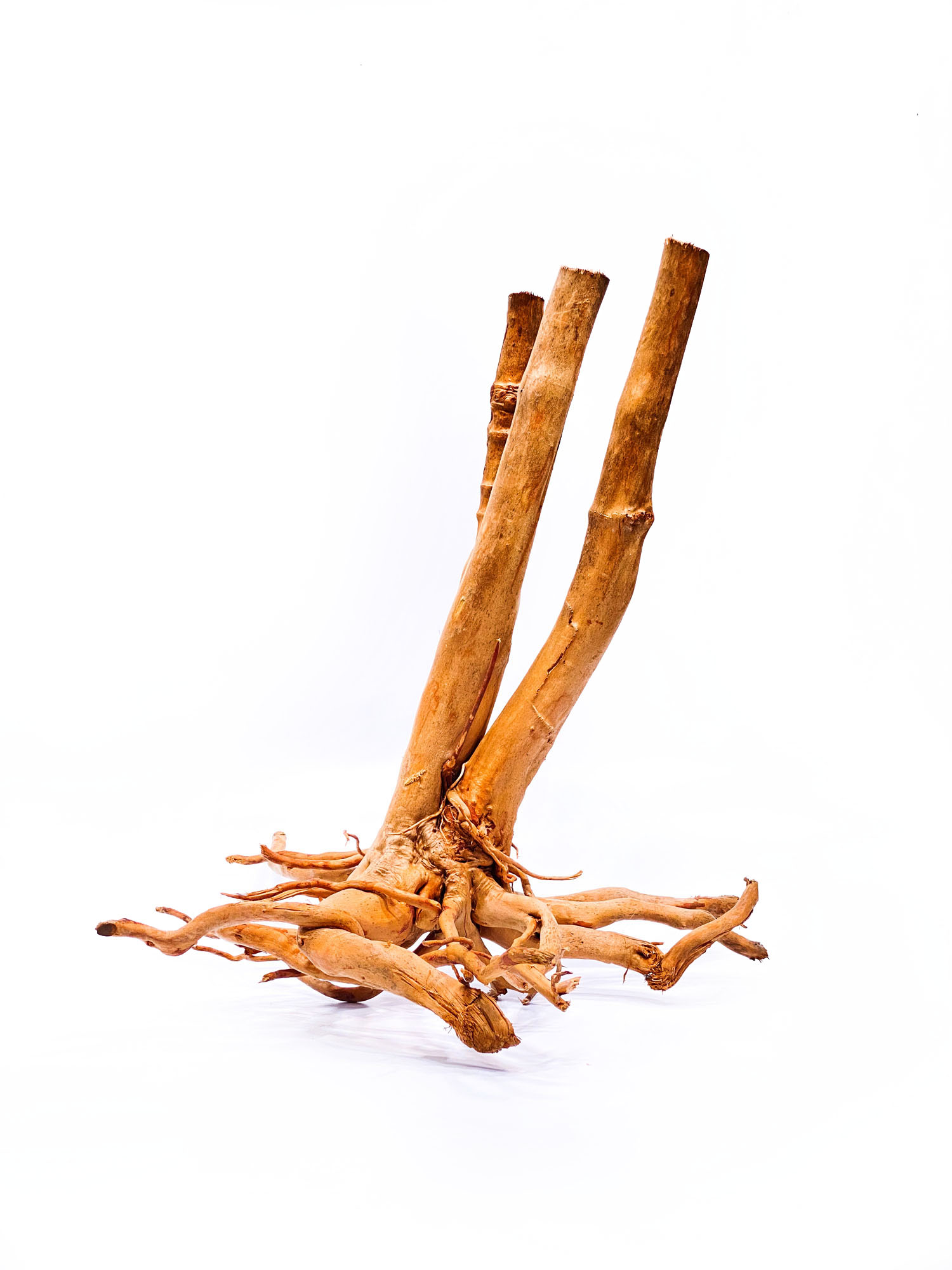 40a Aquarium / terrarium wood - Stamp - Big - Image 1