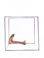 Radice per acquario / terrario - Plant Wood - Piccolo/Medio - immagine 3