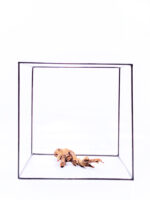 Aquarium / terrarium wood - Plant Wood - Small/Medium - Image 3