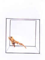 Aquarium / terrarium wood - Plant Wood - Small/Medium - Image 2