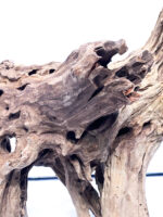 Radice per acquario / terrario - Plant Wood - Piccolo/Medio - immagine 3