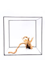 Terarijní / akvarijní kořen Red Moor - velký - Obrázek 2