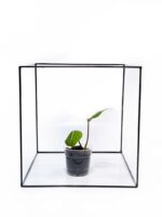 Philodendron gloriosum – Bild 4