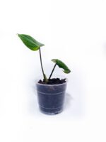 Philodendron gloriosum – Bild 2