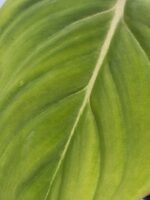 Philodendron gloriosum