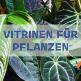 Glasvitrine für Pflanzen - Beleuchtung, Belüftung