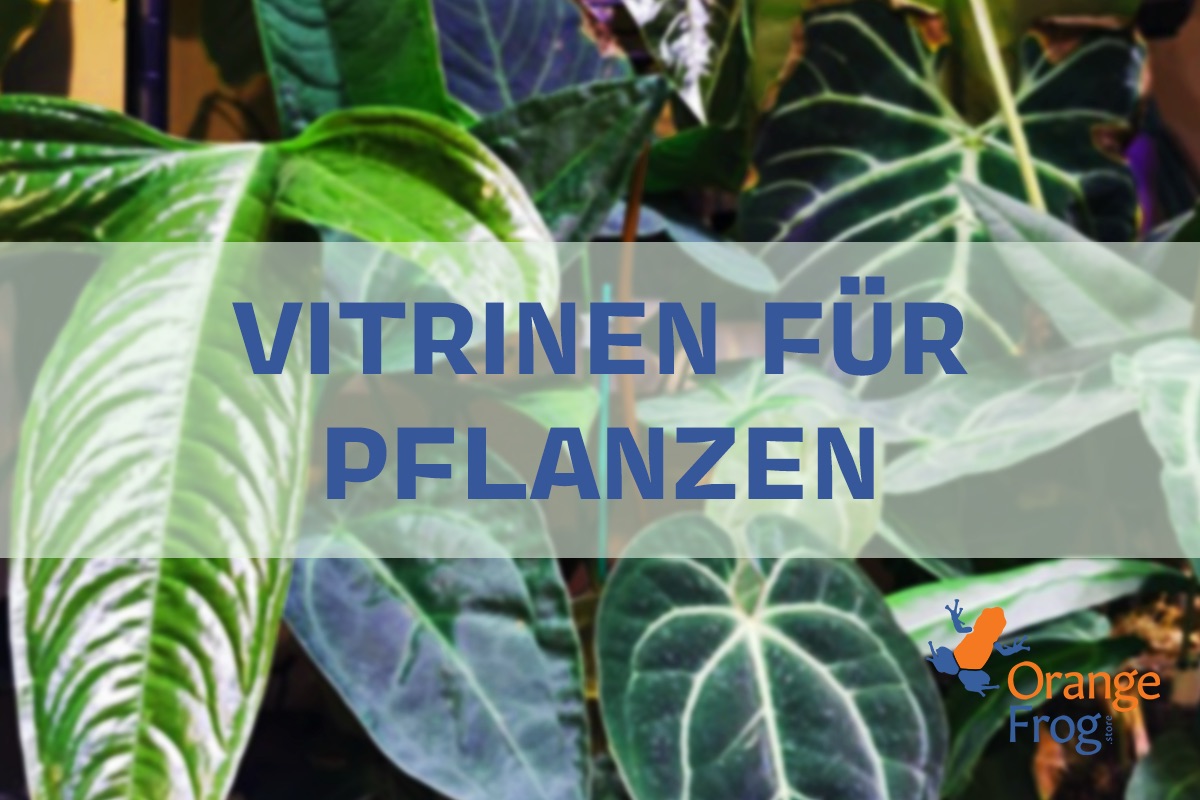 Glasvitrine für Pflanzen - Beleuchtung, Belüftung