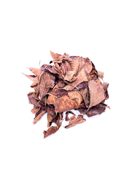 Liście do terrarium - magnolia dried magnolia leaves