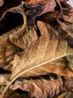 Dried magnolia leaves for the tropical terrarium - Image 2