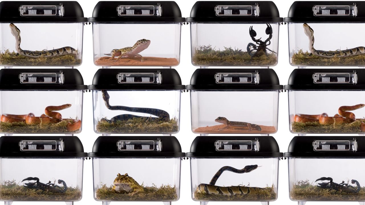 Exo Terra Breeding Box