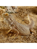 Exo Terra Stone Desert SONORAN OCHER