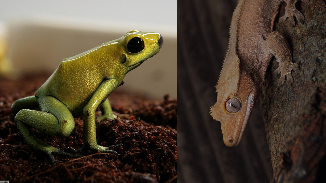 Exo Terra Daylight Basking Spot