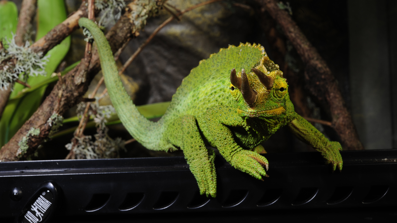 Exo Terra Feeding Tools