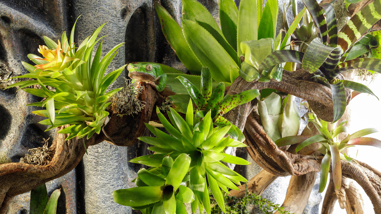 Exo Terra Plant Lamp