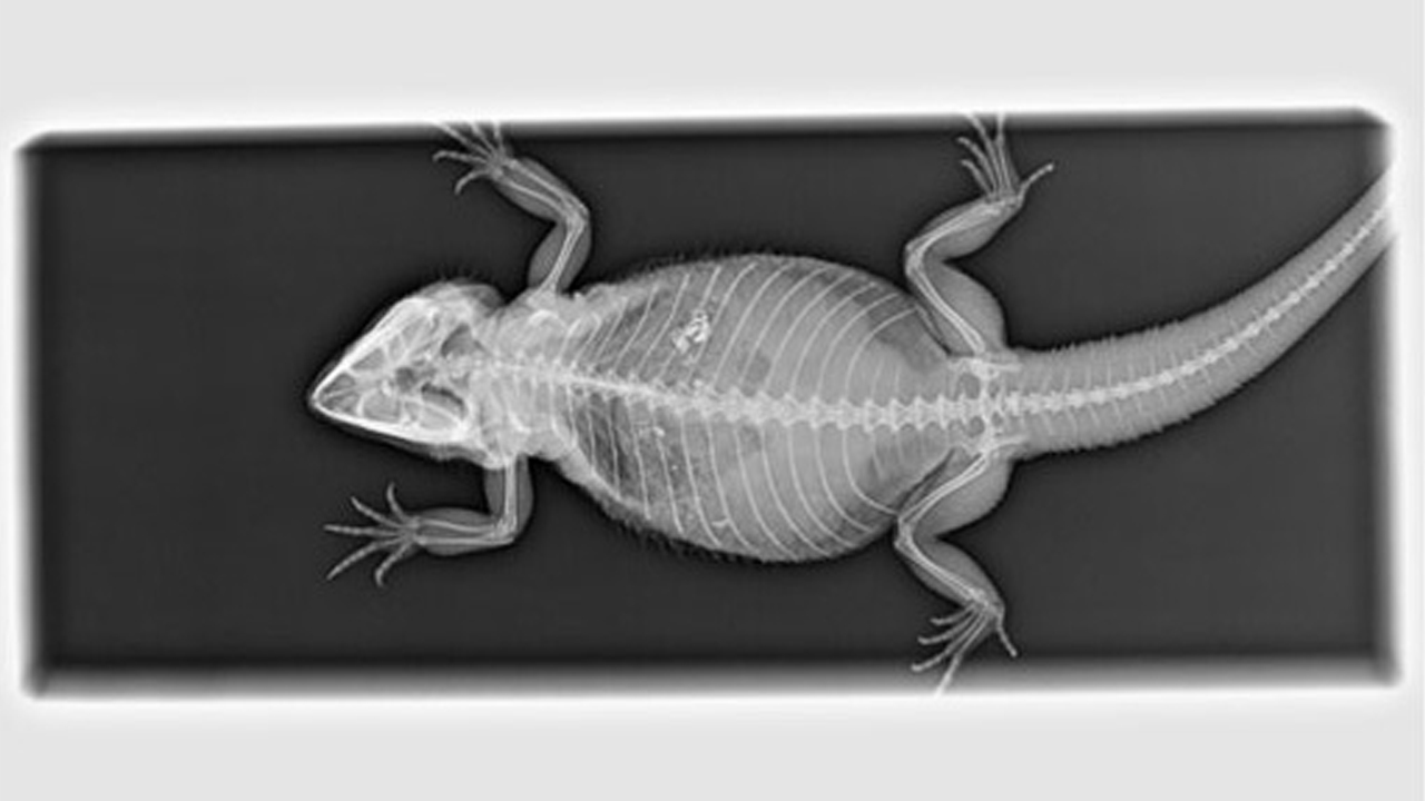 Exo Terra Reptile UVB 100