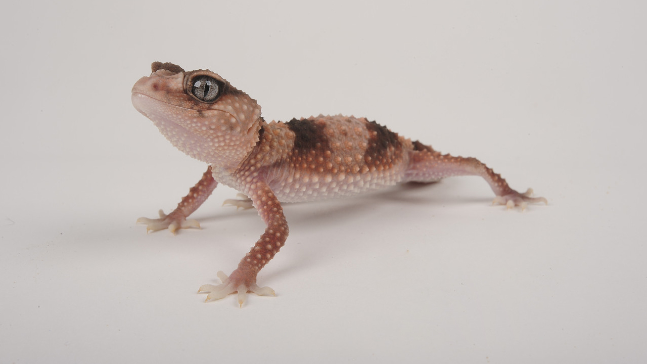 Exo Terra Ceramic Heater