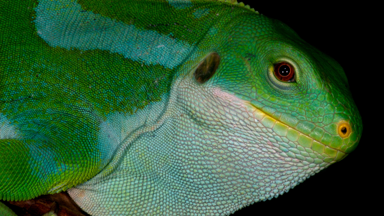 Exo Terra Feeding Tools