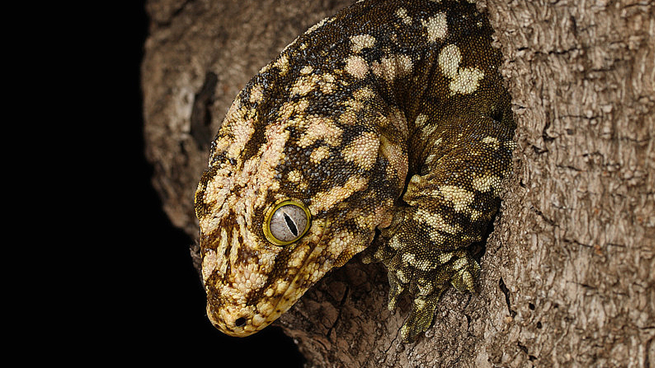 Exo Terra Ceramic Heater