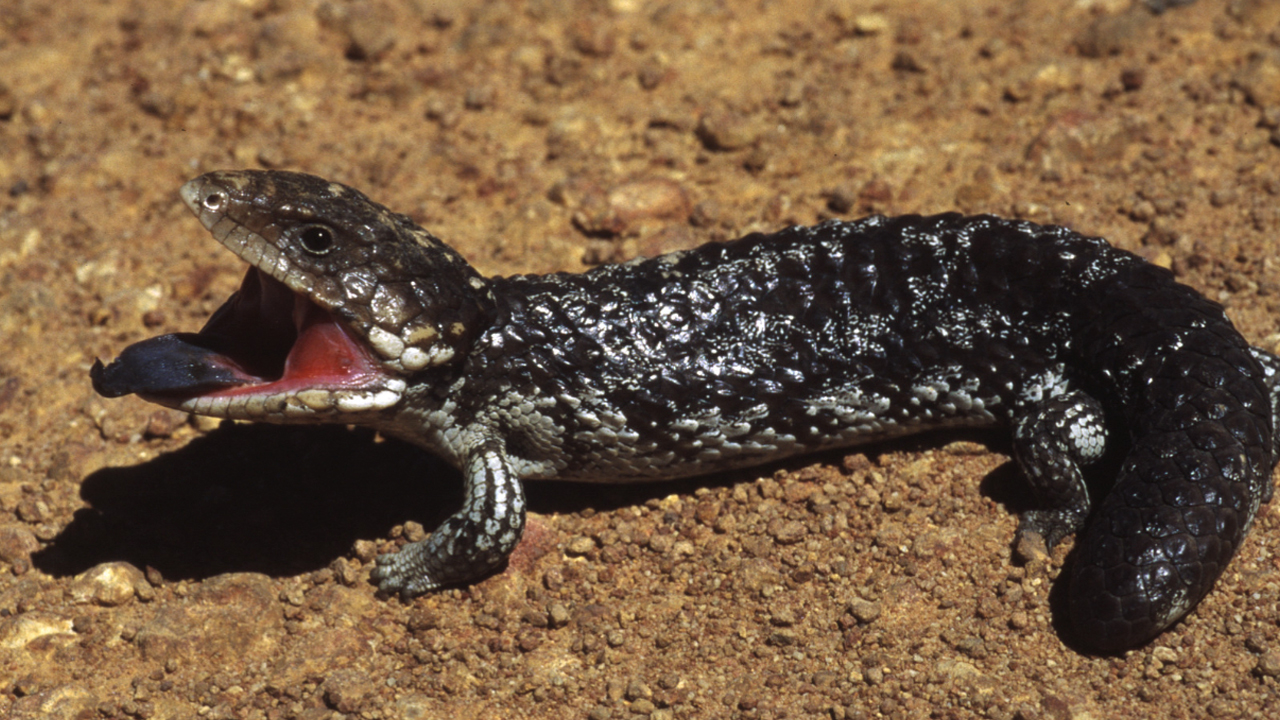 Exo Terra Desert Sand YELLOW