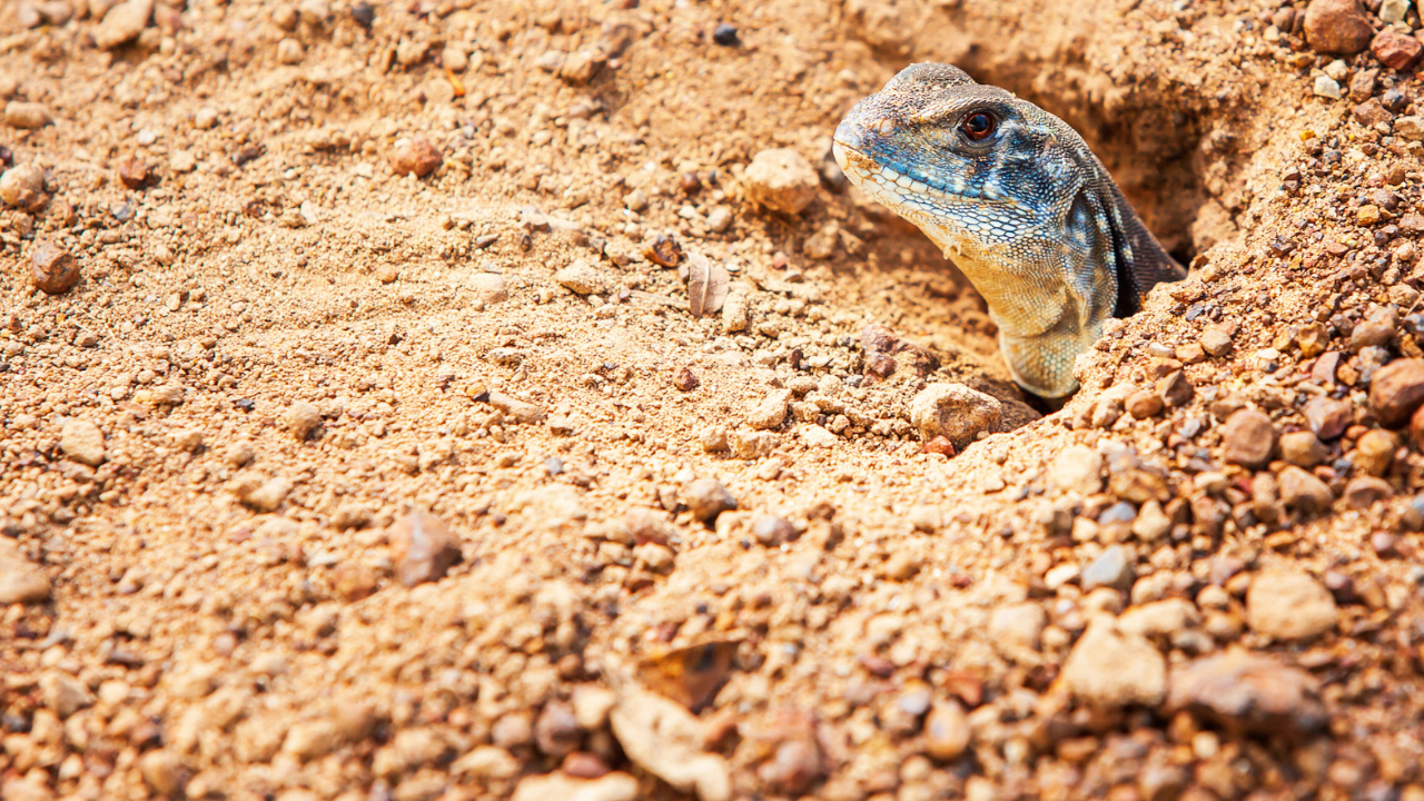 Exo Terra Desert Sand YELLOW