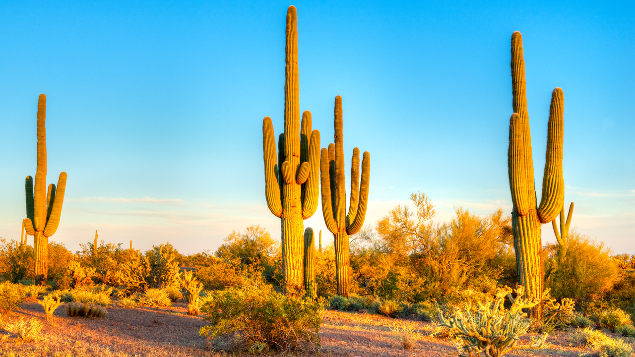 Exo Terra Desert Sand YELLOW