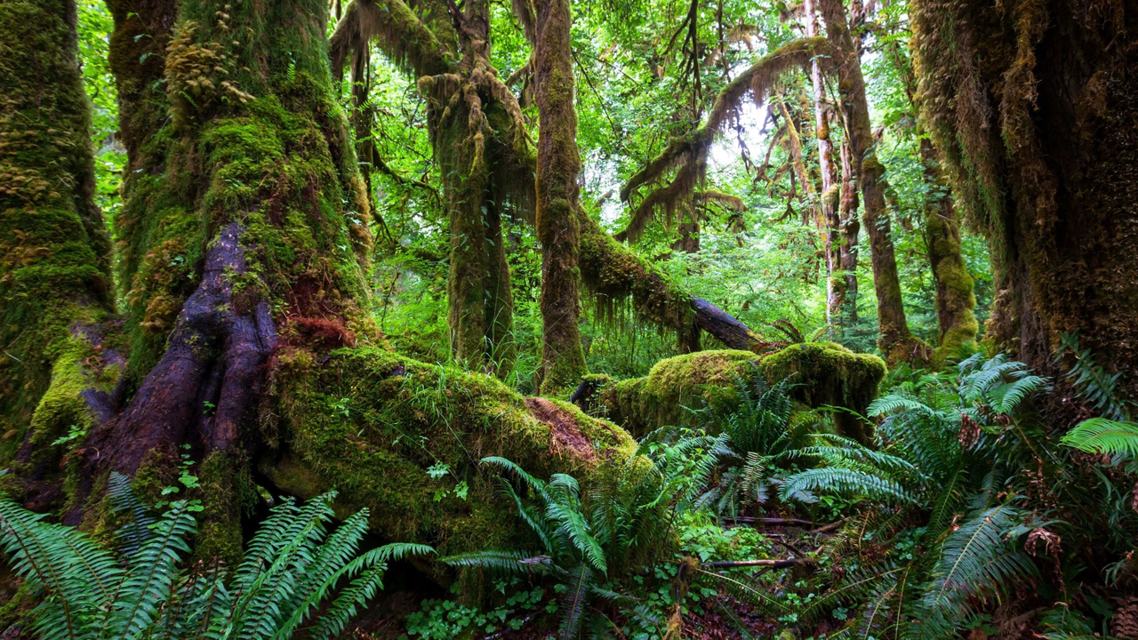 Exo Terra Tropical Substrates