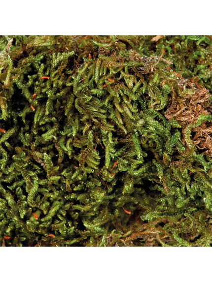 Trixie - mech - moss