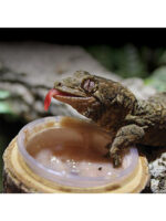 Arcadia Reptile EarthPro JellyPot ReptiGold - Obrázek 3