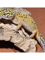 HabiStat Desert Sand RED - piasek pustynny czerwony