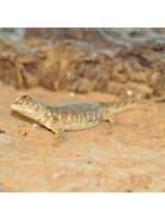 HabiStat Desert Sand YELLOW - piasek pustynny żółty
