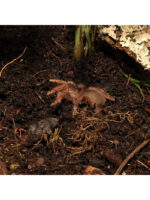 HabiStat Jungle Bio Substrate - podłoże dla drzewołazów