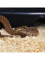 HabiStat Lignocel - podłoże dla węży