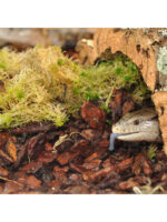 HabiStat Orchid Bark Fine - kora do terrarium drobna