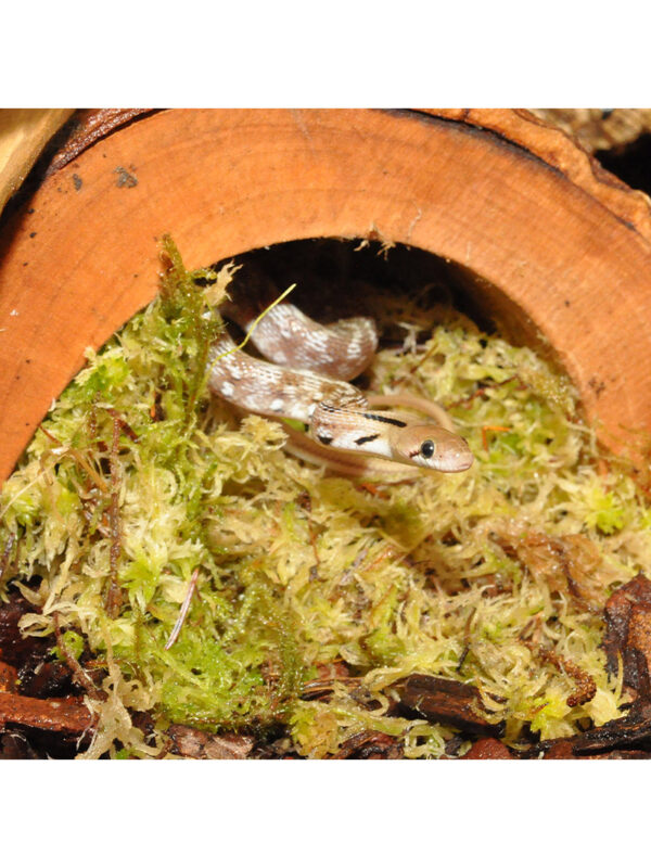 HabiStat Sphagnum Moss