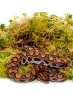 HabiStat Sphagnum Moss