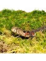 HabiStat Sphagnum Moss