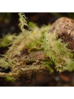 HabiStat Sphagnum Moss