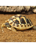 HabiStat Tortoise Bedding - podłoże dla żółwia lądowego