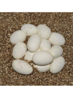 HabiStat Vermiculite Substrate