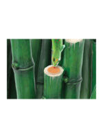 Exo Terra Las Bambusowy - zestaw dla gekona / felsumy