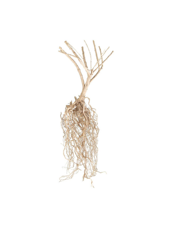 Korzeń do terrarium / akwarium Amazon Roots - 25-35 cm