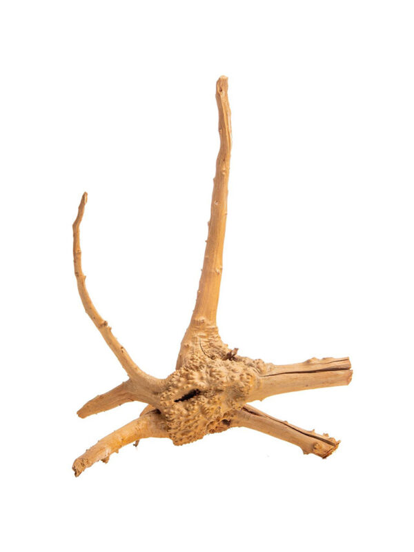 Korzeń do terrarium / akwarium Cradle Wood - 40-50 cm - 1 kg