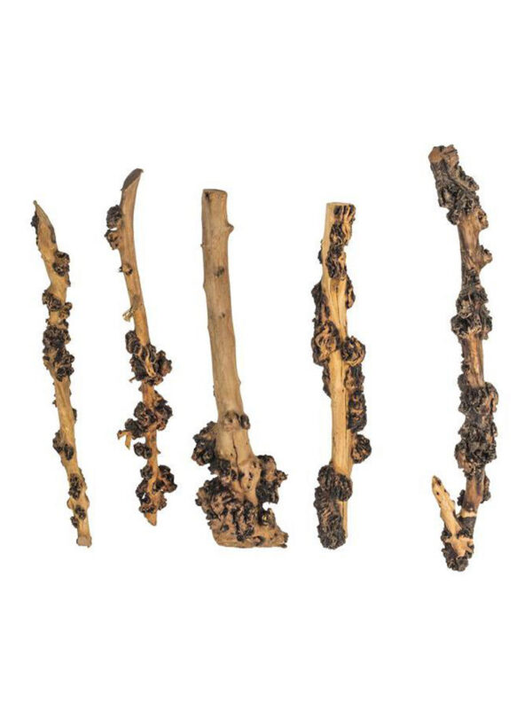 Korzeń do terrarium / akwarium – Enigma Wood